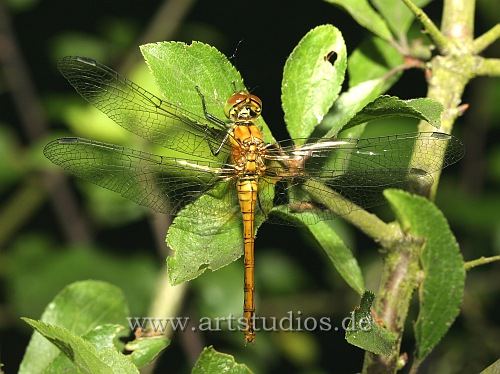 Sympetrum sanguineum, Ruddy Darter, Blutrote Heidelibelle, Vážka rudá